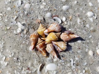 Pretty seashells grouped together on beach sand