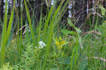 grass and water
