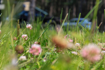 flowers in a meadow