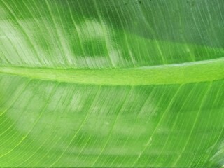 Closeup of banana leaf texture green and fresh in a park.