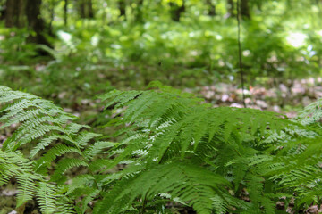 fern in the forest