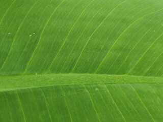 Closeup of banana leaf texture green and fresh in a park.