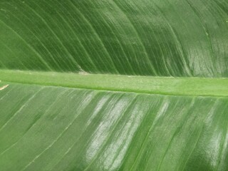 Closeup of banana leaf texture green and fresh in a park.