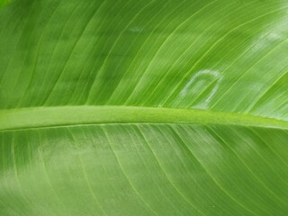 Closeup of banana leaf texture green and fresh in a park.
