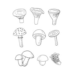 forest mushrooms set sketch hand drawn doodle. icon, card, poster, vector, monochrome. boletus, fly agaric, chanterelles, russula, champignon, honey agarics. nature, food, ingredient.