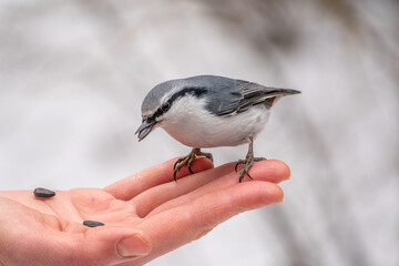 The Eurasian nuthatch eats seeds from a palm. Hungry bird wood nuthatch eating seeds from a hand during winter or autumn