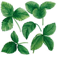 Watercolor strawberry leaves clipart set. Hand drawn food illustration. Isolated clipart element on white background