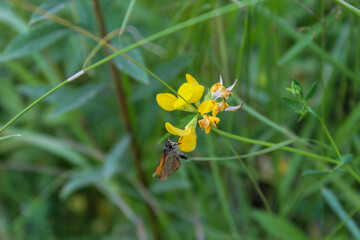 bee on yellow flower