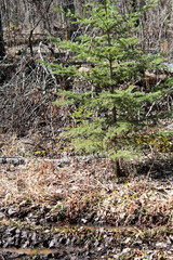 stream in the woods