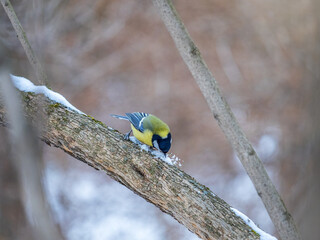 Cute bird Great tit, songbird sitting on a branch without leaves in the autumn or winter.