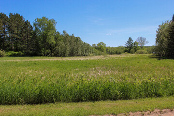 Fototapeta premium landscape with trees