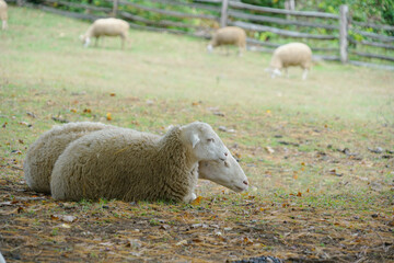 close up on sheep in the farm