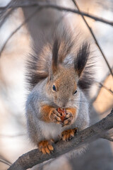 The squirrel with nut sits on tree in the winter or late autumn