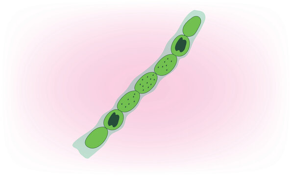 Biological illustration of Nostoc (cyanobacteria structure)