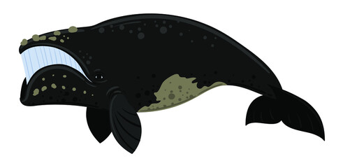 Cartoon southern right whale. Underwater world, Marine life. Vector illustration of a whale. 