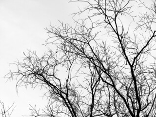 Black white background. Silhouettes of bare tree branches against the sky. Close-up. Loneliness, sadness, depression, frustration concept.