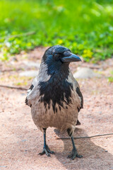 Black crow walks on green lawn. Raven on grass. Wild bird on meadow.