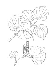 Kawakawa of New Zealand Black and White Line Art Vector Illustration