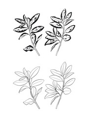 Horopito of New Zealand Black and White Line Art Vector Illustration