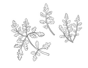 Tanekaha of New Zealand  Vector Line Art Black and White Illustration