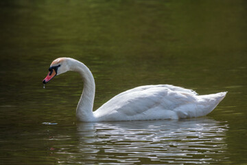 A graceful white swan swimming on a lake with dark green water. The white swan is reflected in the water