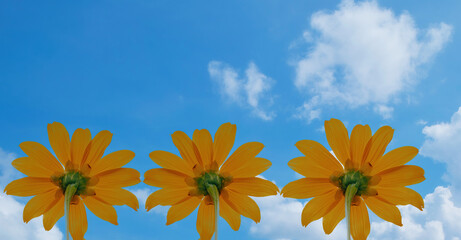 Yellow flowers against the sky backdrop