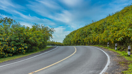 Beautiful asphalt mountain road with green forest and yellow flower mountain hill road, Highway through the park, Winding road in forest colorful landscape with curved roadway.