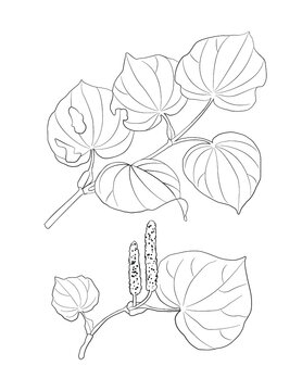 Kawakawa of New Zealand Black and White Line Art Vector Illustration