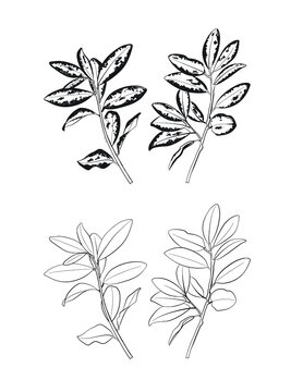 Horopito of New Zealand Black and White Line Art Vector Illustration