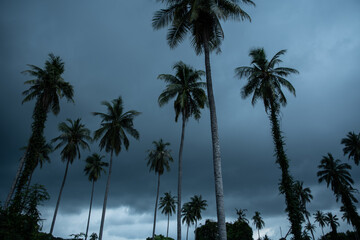 Coconut trees during heavy winds or typhoon rainy days