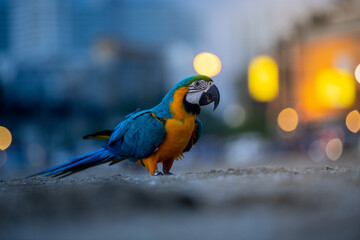 Macaw parrot walking on the sand