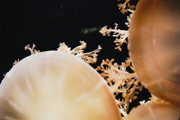 クラゲ/マクロ撮影/アート