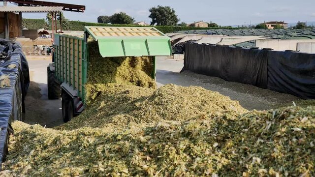 Agricultural machinery preparing shredded maize for further procissing into animal food on agricultural complex.