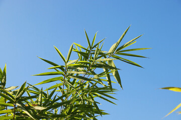 Fototapeta na wymiar bamboo leaves with blue sky