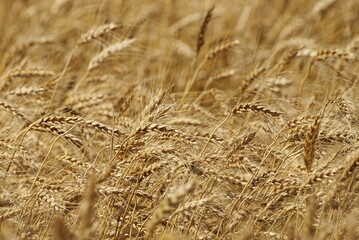 Ripe field of cereals close up.