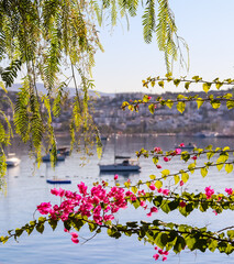 Fototapeta na wymiar Summer vacation and coastal nature concept. Purple bougainvillea flowers on the background of the sea and boats. Bitez Bodrum Turkey.