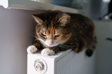 Funny cat lying on warm radiator battery in living room. Multi colored kitty feel comfortable sleeping on hot heater indoors during wither or autumn heating season. Adorable domestic animal lifestyle