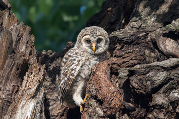 Minutes After Fledging