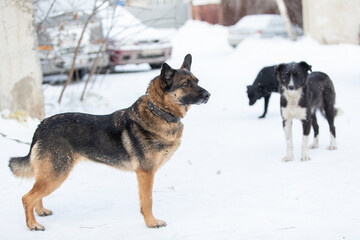 Three stray dogs in winter on urban background. Hybrid of shepherd disabled dog without paw in collar in foreground. Animal protection theme.
