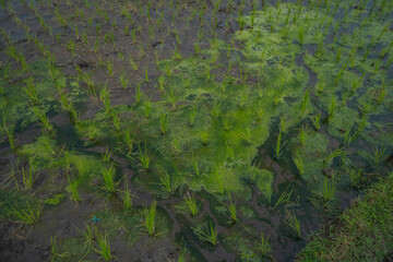 green moss on the rock