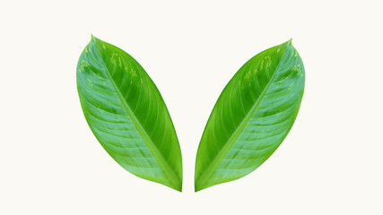 A pair of green leaves isolated on a white background for illustration or other designs with clipping path.