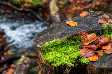 moss on stone