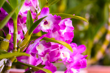 Purple orchid or phalaenopsis in botanical garden
