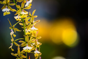 Yellow orchid or phalaenopsis in botanical garden
