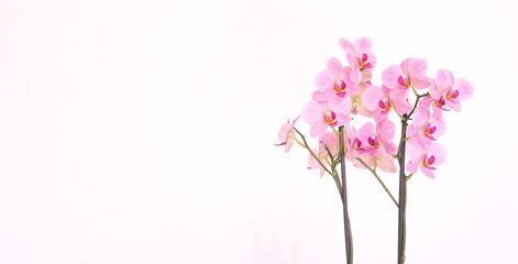 Naklejka na ściany i meble Purple orchid with white background