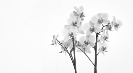 Orchid with white background