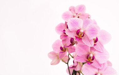 Obraz na płótnie Canvas Purple orchid with white background