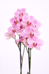 Purple orchid with white background