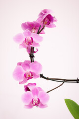 Fototapeta na wymiar Purple orchid with white background