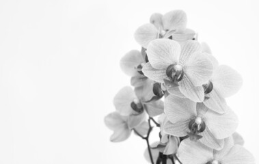 Naklejka na ściany i meble Orchid with white background